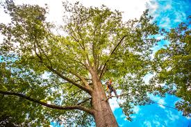 Best Commercial Tree Services  in Poway, CA