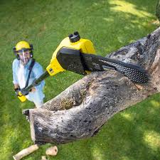 Best Tree Disease Treatment  in Poway, CA