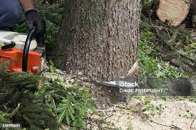 Best Firewood Processing and Delivery  in Poway, CA
