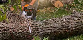 Best Tree Cabling and Bracing  in Poway, CA