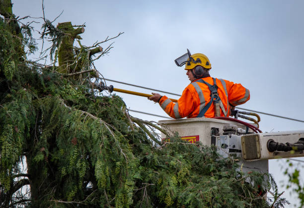 Reliable Poway, CA Tree Care Solutions