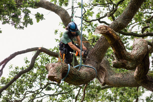 Best Tree Trimming and Pruning  in Poway, CA