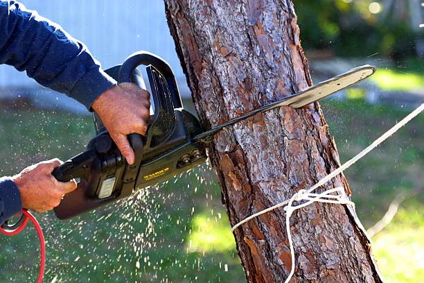 Best Leaf Removal  in Poway, CA