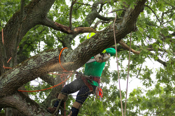 Best Lawn Pest Prevention  in Poway, CA