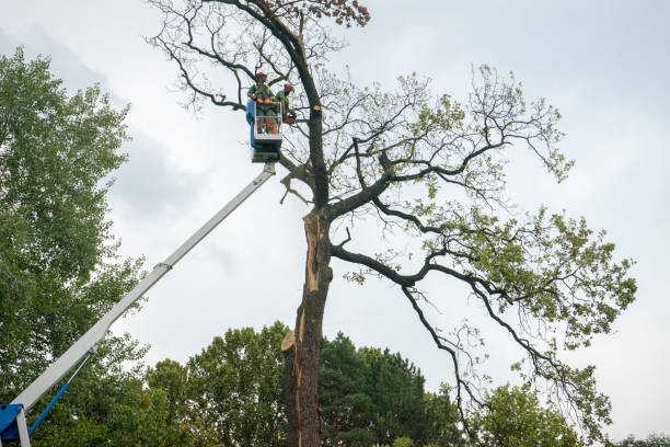 Best Tree Removal  in Poway, CA