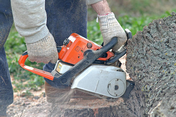 Best Hazardous Tree Removal  in Poway, CA