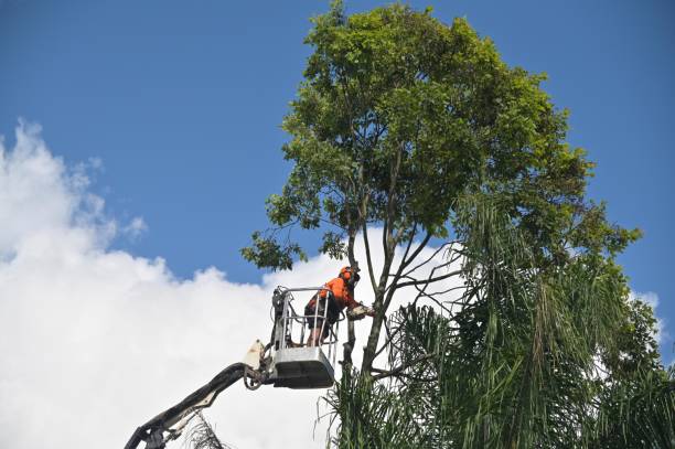 Mulching Services in Poway, CA