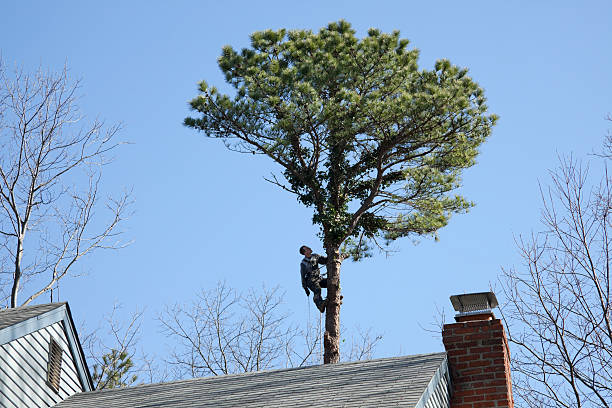 Best Tree and Shrub Care  in Poway, CA