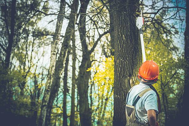 Best Emergency Tree Removal  in Poway, CA