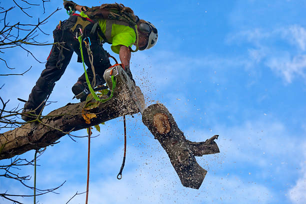 Best Tree Maintenance Programs  in Poway, CA